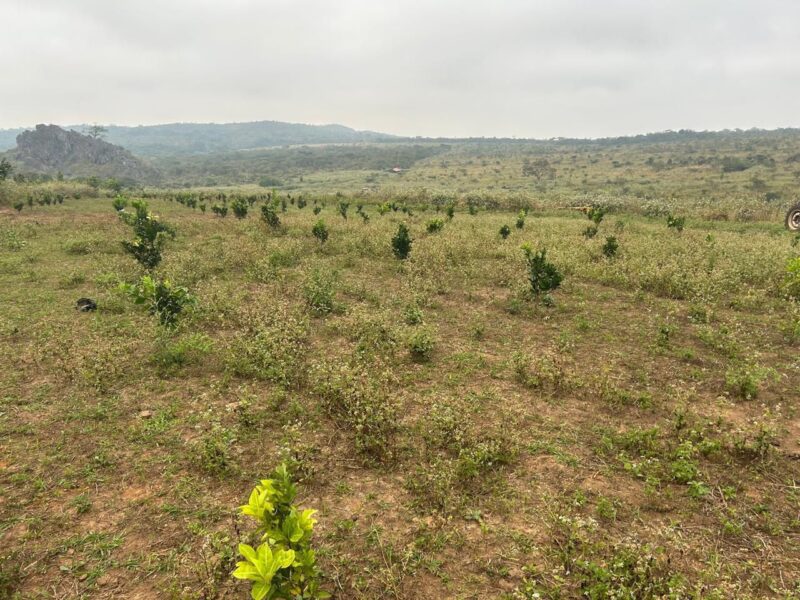 VENDE-SE FAZENDA DE 500 HECTARES – PROVÍNCIA DE MALANJE